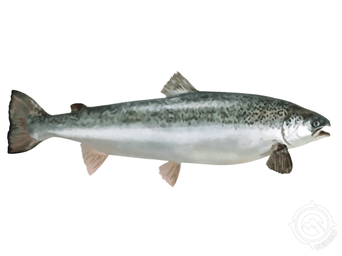 Sea Trout