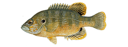 Green Sunfish